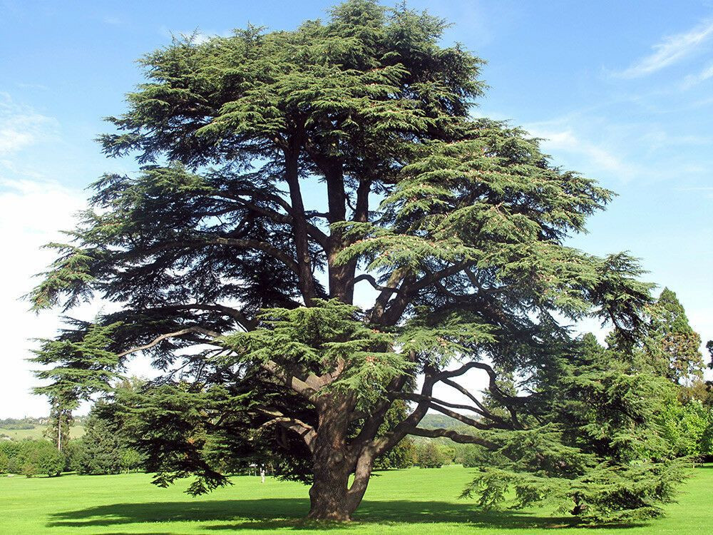 cedrus atlantica Un des dizaines de cedres plantes par BTL